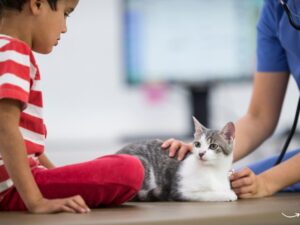 Worcester Animal Rescue League: A Beacon of Hope for Animals in Need