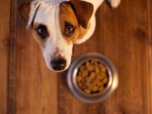 Global Pet Food Outlet: The Ultimate Guide for Pet Lovers