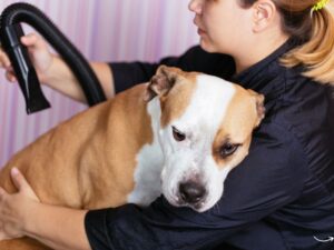 The Comprehensive Guide to Animal Clinics: Everything You Need to Know