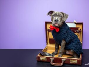 Pet Natural Busy Butter: The Ultimate Treat for Your Furry Friend
