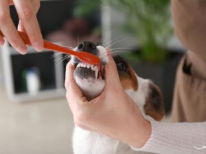 VIP Pet Grooming: The Ultimate Guide to Pampering Your Pet