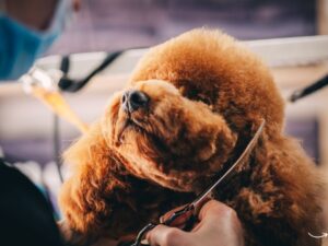 Pampered Paws Pet Grooming: The Ultimate Guide to Keeping Your Furry Friend Fabulous