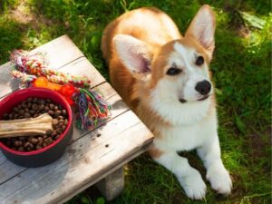 Animal Rescue: A Lifeline for Vulnerable Creatures