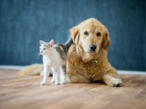 Your Pet Sitter Guide: Ensuring Happy Tails and Peace of Mind