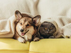 Where Compassion Meets Expertise: Discovering the Best Animal Care Clinic Lubbock Has to Offer