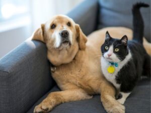 The Ultimate Guide to Animal Emergency Hospitals: What You Need to Know