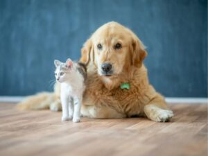 Healthy Skin, Happy Pets: The Complete Guide to Dermatology Pet Care