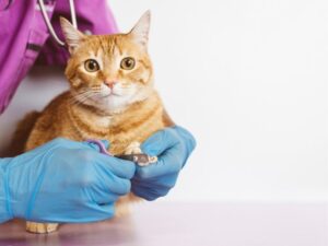 Why Tender Loving Care Pet Sitting Is the Gold Standard for Your Furry Friends