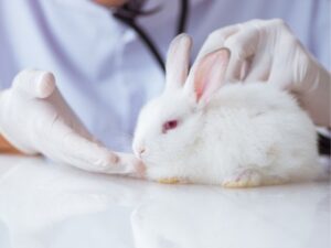 Animal Emergency Care of Braselton: Providing Lifesaving Treatment When Your Pet Needs It Most