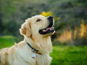 What to Do If Your Dog Is Bitten by a Snake