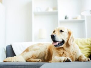 Wear Compassion with Style: Why You Should Adopt an Animal Bracelet Today