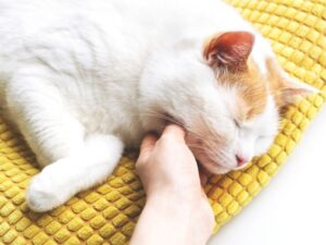 Best Friends Animal Hospital: A Guide to Compassionate Pet Care