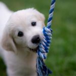 Puppy training
