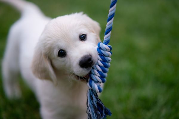 Puppy training