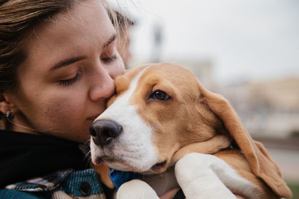 seasonal pet care tips