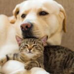 Switching pet food safely