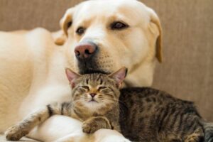 Switching Pet Food Safely – Complete Guide for Pet Owners
