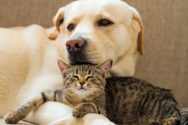 Switching pet food safely