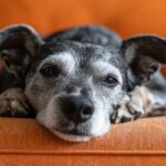 most intelligent dog breeds