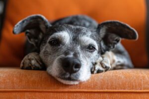 Top 10 Most Intelligent Dog Breeds: Clever Canines That Will Blow Your Mind