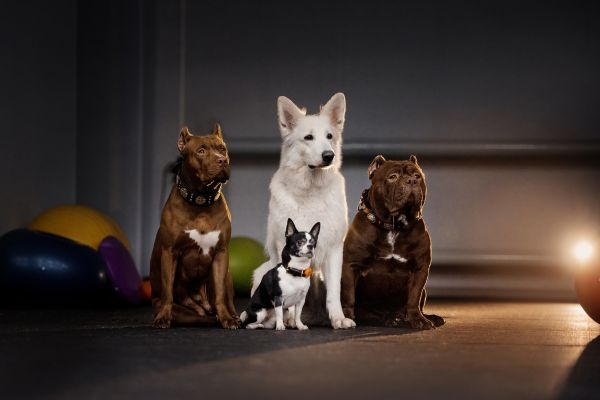 rare dog breeds