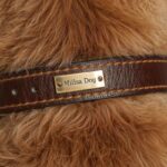 best training collars for dogs