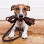 dog training gear essentials