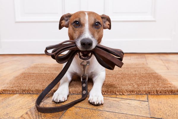 dog training gear essentials