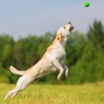 automatic ball launchers for dogs