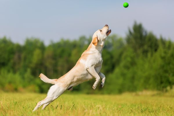 automatic ball launchers for dogs