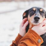 International pet travel