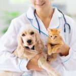 pet dental care importance