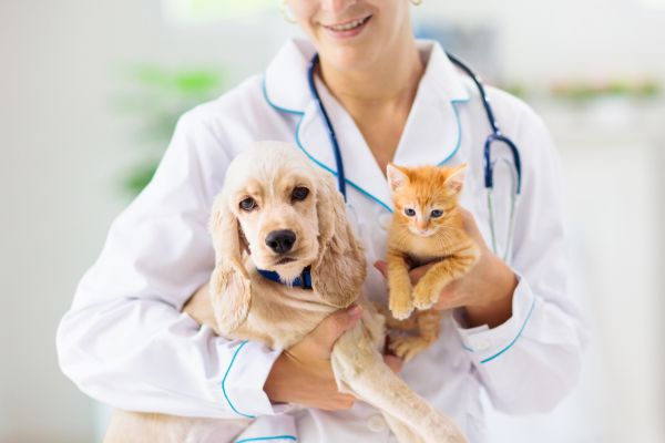 pet dental care importance