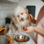 Homemade Dog Food Recipes