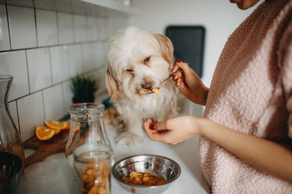 Homemade Dog Food Recipes