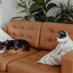 top exotic pets for apartments