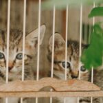 setting up a reptile terrarium