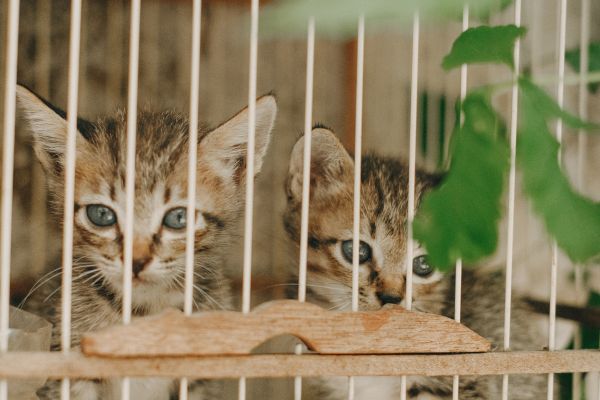 setting up a reptile terrarium