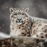 Wildlife conservation organizations