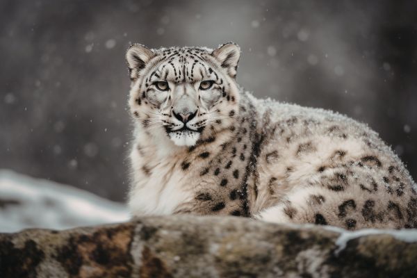 Wildlife conservation organizations