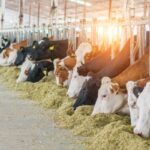 organic feed for farm animals