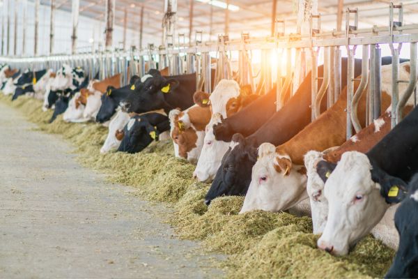 organic feed for farm animals