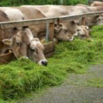 sustainable animal husbandry