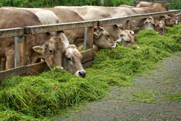 sustainable animal husbandry