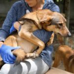 animal rescue volunteering stories