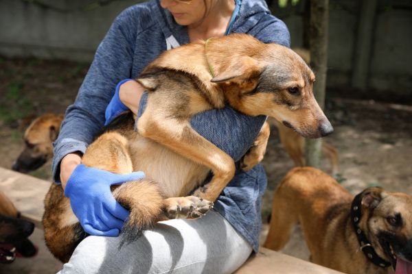 animal rescue volunteering stories