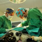 how animal rescues operate