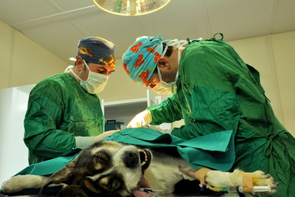 how animal rescues operate