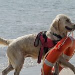 Animal rescue stories