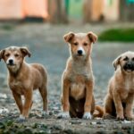 Pet breeding ethics